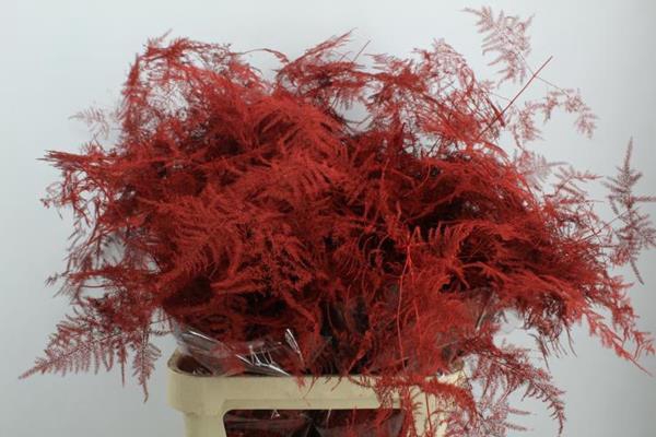 <h4>Asp Lang Getopt Rood</h4>