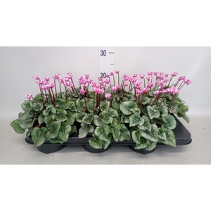 Cyclamen KL 'Metis Origami'