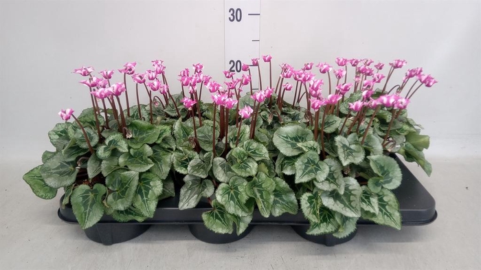 <h4>Cyclamen KL 'Metis Origami'</h4>