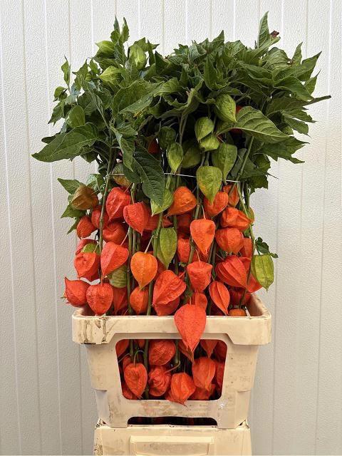 <h4>PHYSALIS LAMPION TAK</h4>