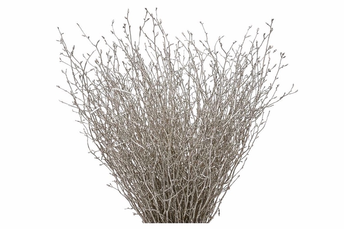 <h4>Berk 70cm Champagne Pbs</h4>