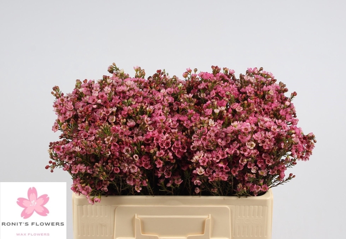 <h4>CHAME SARAHS DELIGHT</h4>