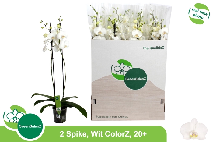 <h4>PHAL OV WIT</h4>