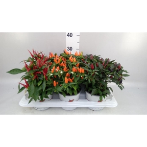 Capsicum annuum   ...mix