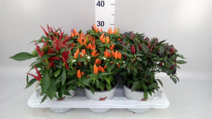 <h4>Capsicum annuum   ...mix</h4>