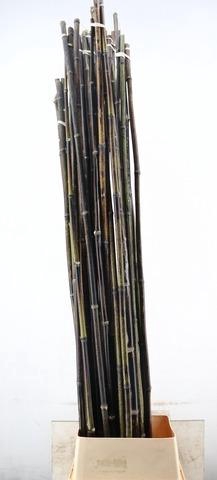 <h4>BAMBOE STOK BLACK 200CM</h4>