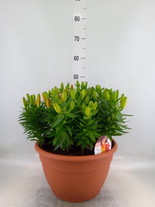 <h4>Lilium asia.   ...</h4>