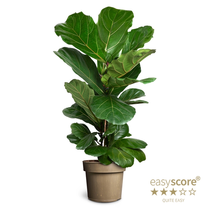 <h4>FICUS LYRATA P24</h4>