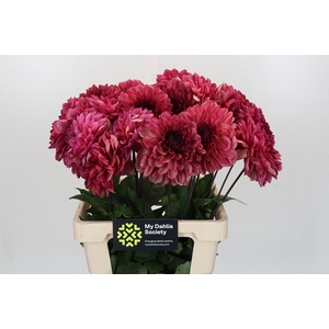 Dahlia Bacardi