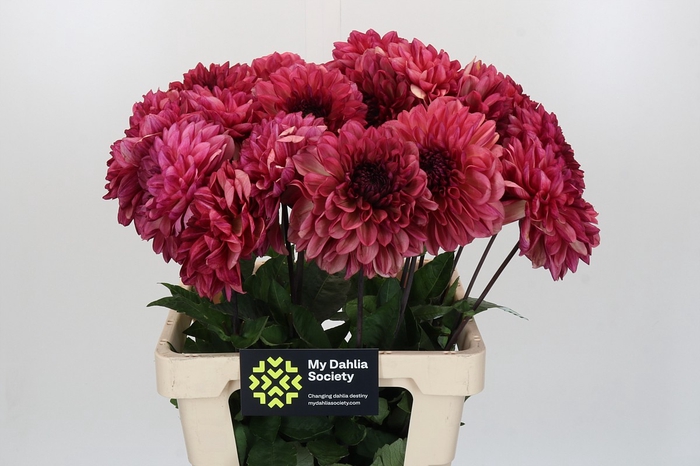 Dahlia Bacardi