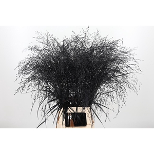 Panicum Warrior Kl Bh Halloween Black