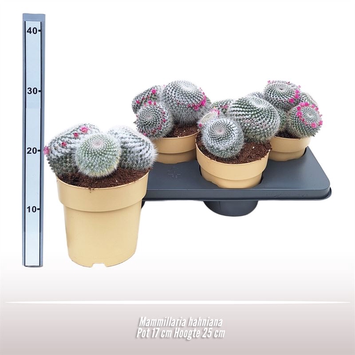 <h4>Mammillaria hahniana</h4>