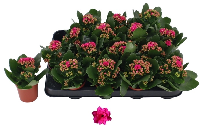 <h4>KAL GE DON VICTORIO</h4>