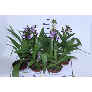 ORQUIDEA ZYGOPETALUM P15 ROXO