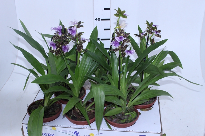 ORQUIDEA ZYGOPETALUM P15 ROXO