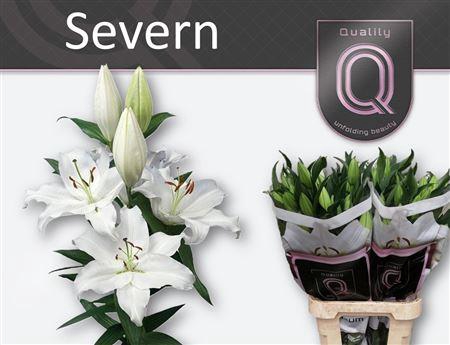 <h4>Li Or Severn 5+</h4>