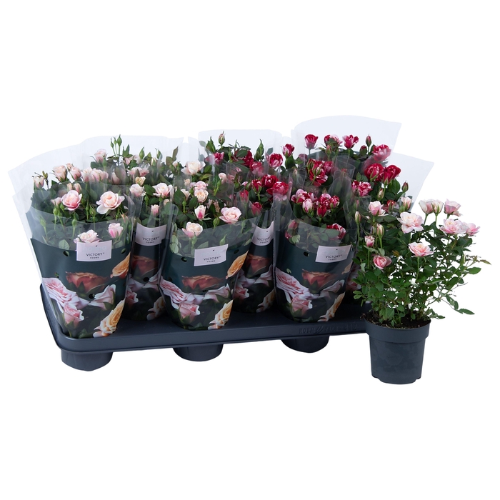 <h4>Nolina Roses Ø 10,5 cm. Mix Gigi/Piia</h4>