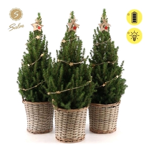 Picea gl. 'December'® P19 in Basket + Starlight + Star on Loop