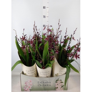 Burrageara  'Barrocco Red'