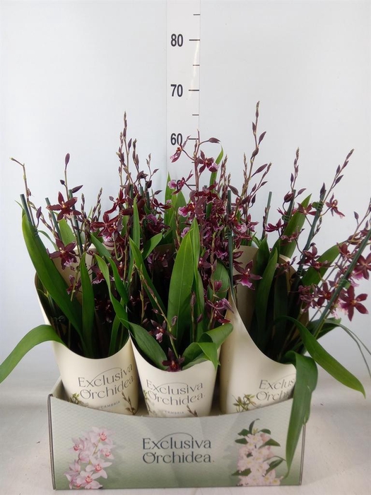 <h4>Burrageara  'Barrocco Red'</h4>