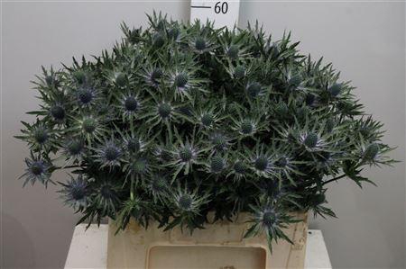 <h4>Eryn Orion Qstar</h4>