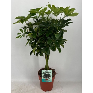 Schefflera Compacta