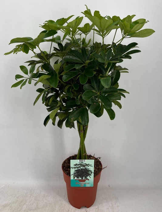 <h4>Schefflera Compacta</h4>