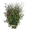 LUNARIA ANN PAARSE P