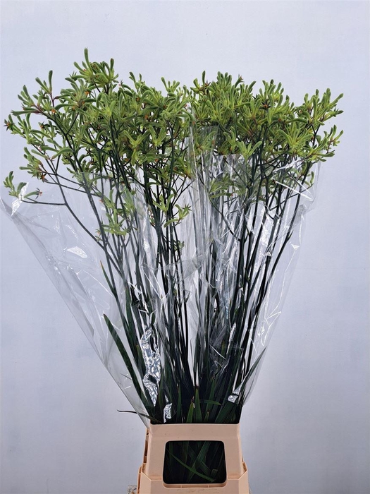 <h4>Anigoz Nirvana Green</h4>