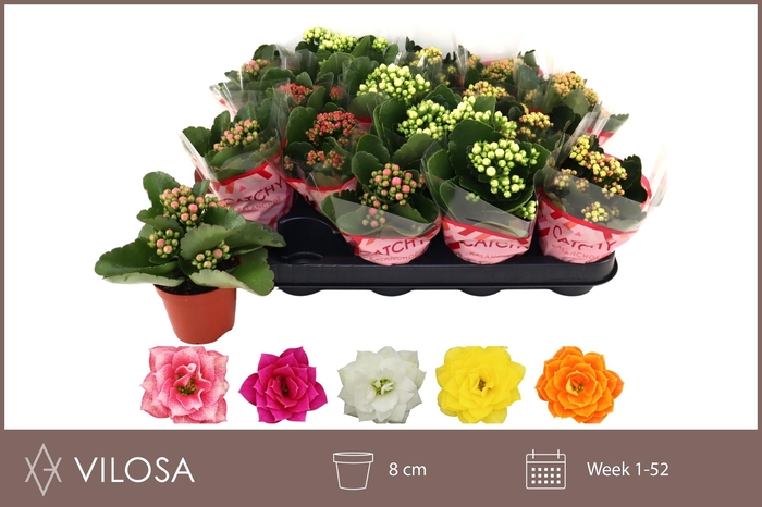 <h4>KAL GE GEM 5 KL</h4>