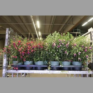 Fuchsia Mixk 1 Kleur Per Tray