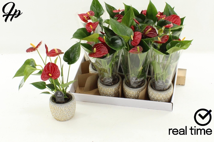 <h4>ANTHU DIAMOND RED</h4>