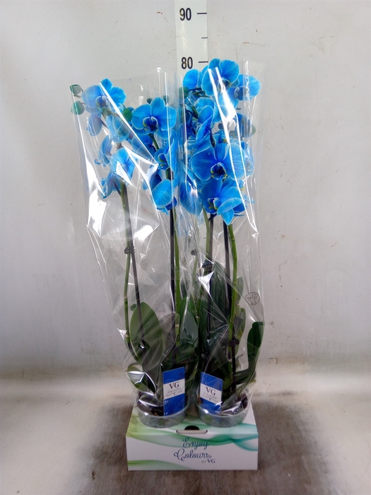 <h4>Phalaenopsis   ...</h4>