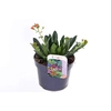 Lewisia cotyledon