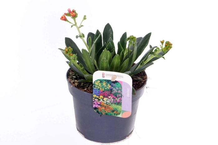 Lewisia cotyledon