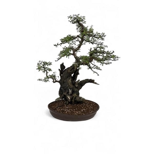 Vachellia nilotica, pot 55cm, height 90cm. (single item)