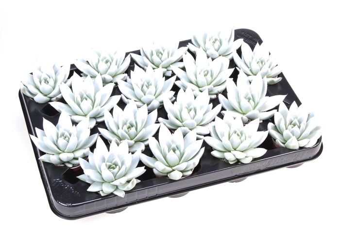 <h4>Echeveria  'Miranda'</h4>