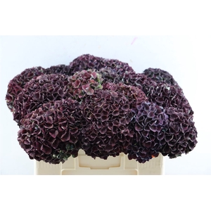 Hydr Magical Charlotte 50cm