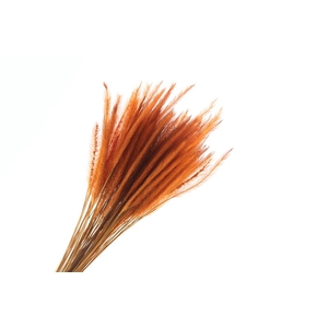 Soft Worms Grass Orange