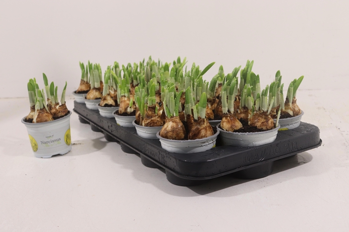 arr8 Narc O Tete A Tete