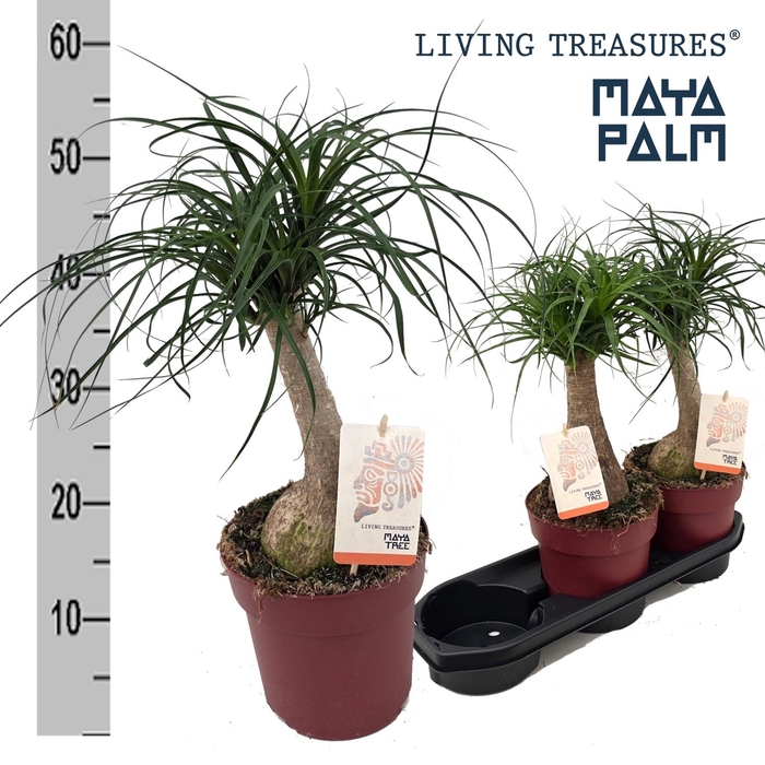 <h4>BEAUCARNEA RECUR</h4>