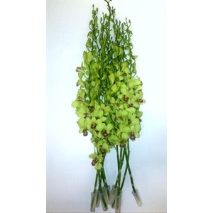 DENDR BURANA GREEN BURANA GREEN JADE