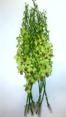 <h4>DENDR BURANA GREEN BURANA GREEN JADE</h4>