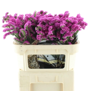 Lim S Dark Pink Char