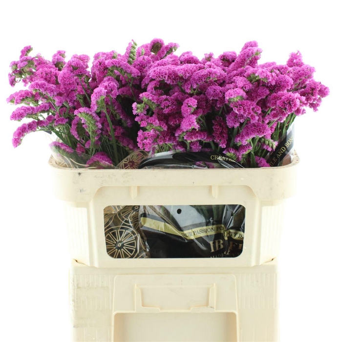 Lim S Dark Pink Char