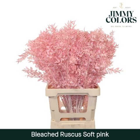 Gebleekt Ruscus Italiaans L70 Klbh. Soft Pink