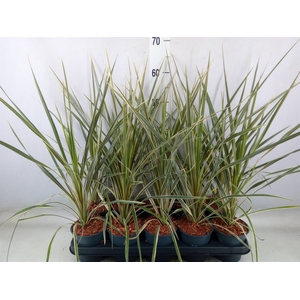 Cordyline indivisa 'Peko'