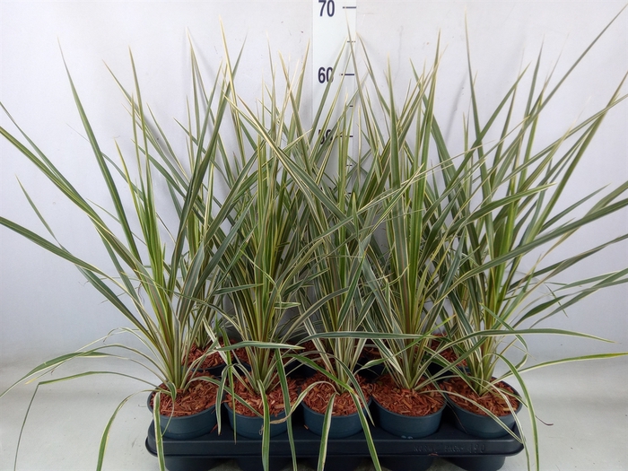 <h4>Cordyline indivisa 'Peko'</h4>