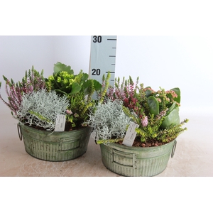 ARR TUINPLANTEN