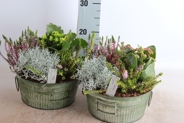 <h4>ARR TUINPLANTEN</h4>